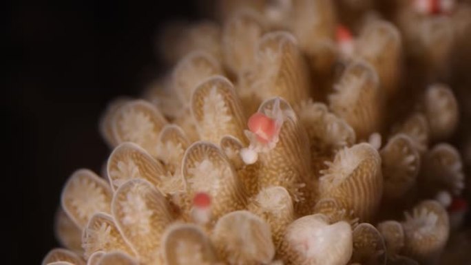 珊瑚礁产卵的大型Acropora中间释放卵子-精子束