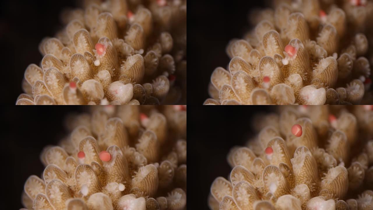 珊瑚礁产卵的大型Acropora中间释放卵子-精子束