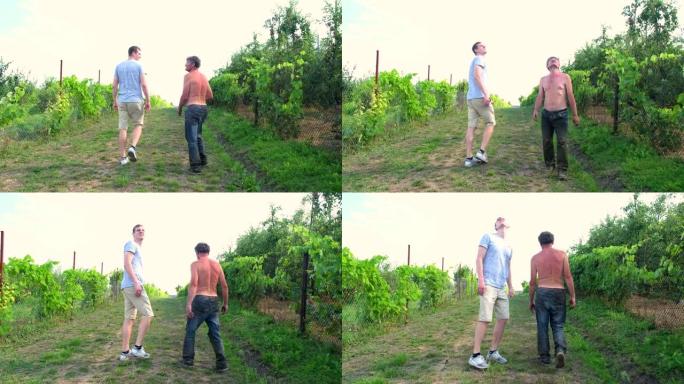 父亲农夫和成年的儿子走过篱笆，在农场的土地上种着葡萄，在炎热的夏日里转身仰望天空。4k