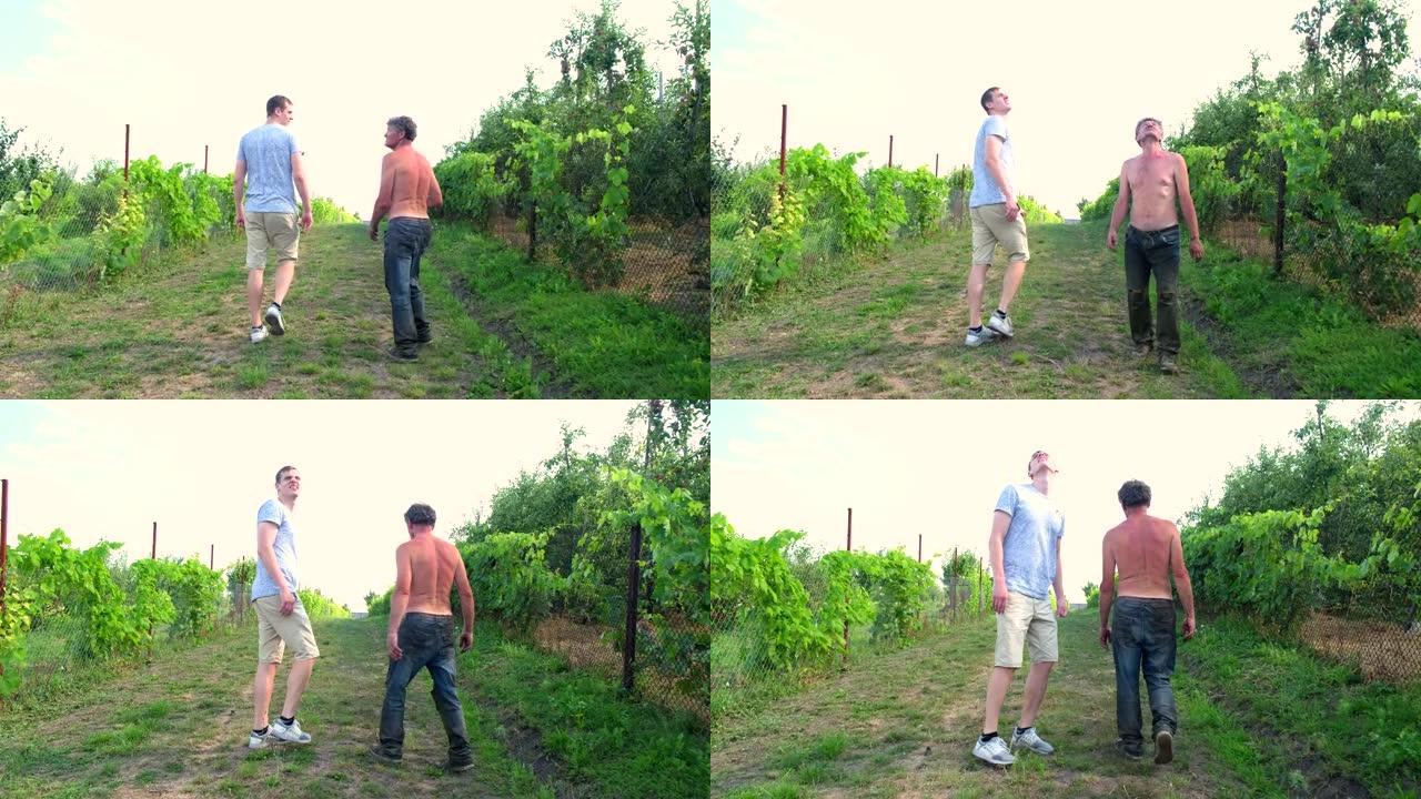 父亲农夫和成年的儿子走过篱笆，在农场的土地上种着葡萄，在炎热的夏日里转身仰望天空。4k