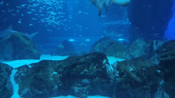 水族馆太平洋大厅各种鲨鱼和鱼类