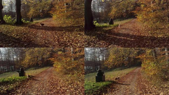 丹麦哥本哈根巴格斯瓦尔德索普希恩霍尔姆4K的可爱、小、棕色狗在森林里跑来跑去