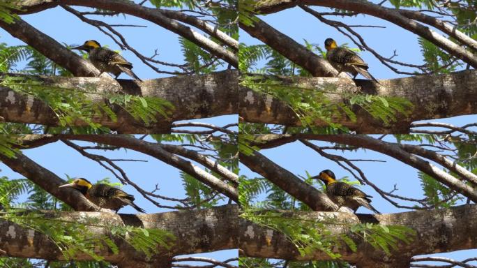 campo flicker (Colaptes campestris) 啄木鸟