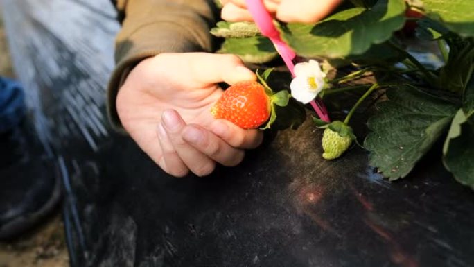 在种植园里摘草莓草莓水果农业