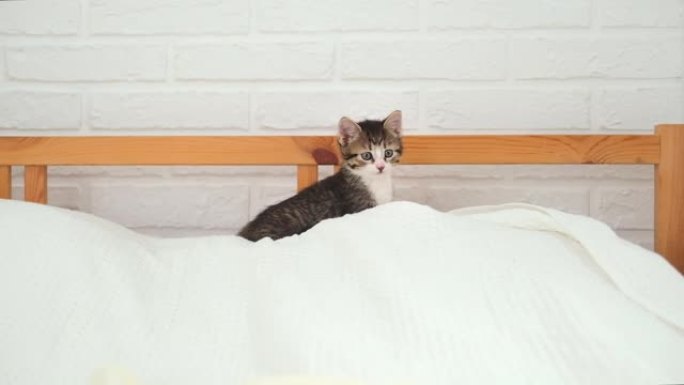 小条纹小猫坐在床上白色光毯子。国内可爱宠物的概念