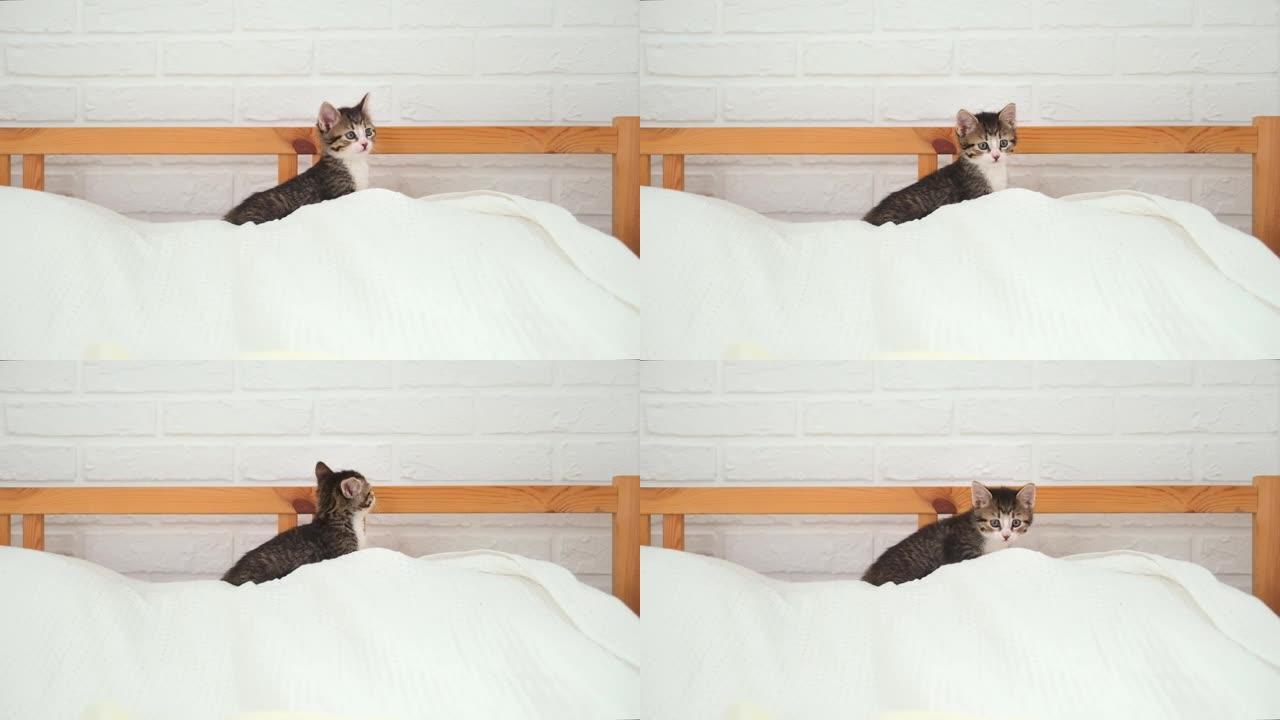 小条纹小猫坐在床上白色光毯子。国内可爱宠物的概念