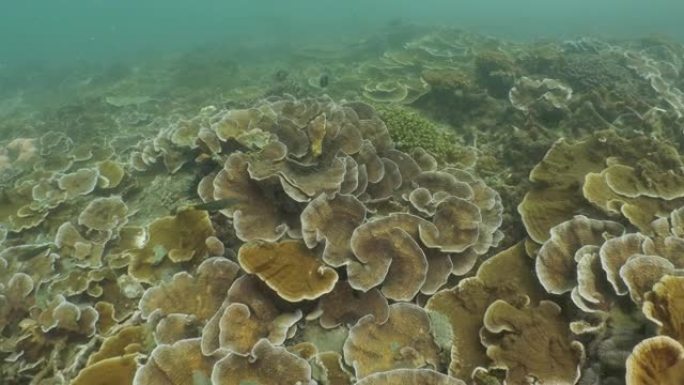 台湾澎湖群岛海底健康硬珊瑚群