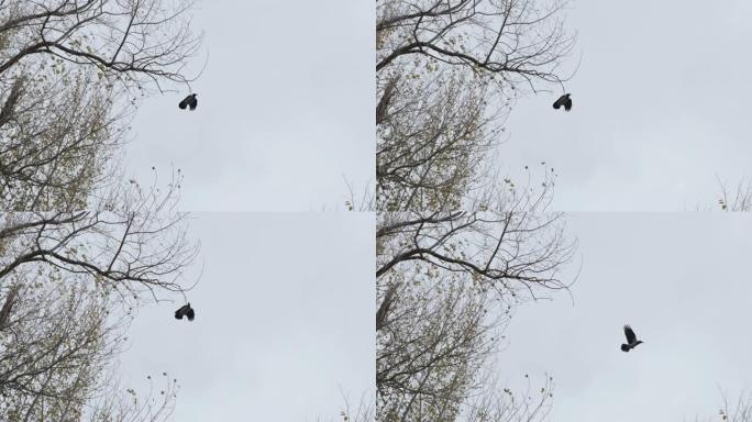 黑乌鸦坐在树枝上，然后飞走