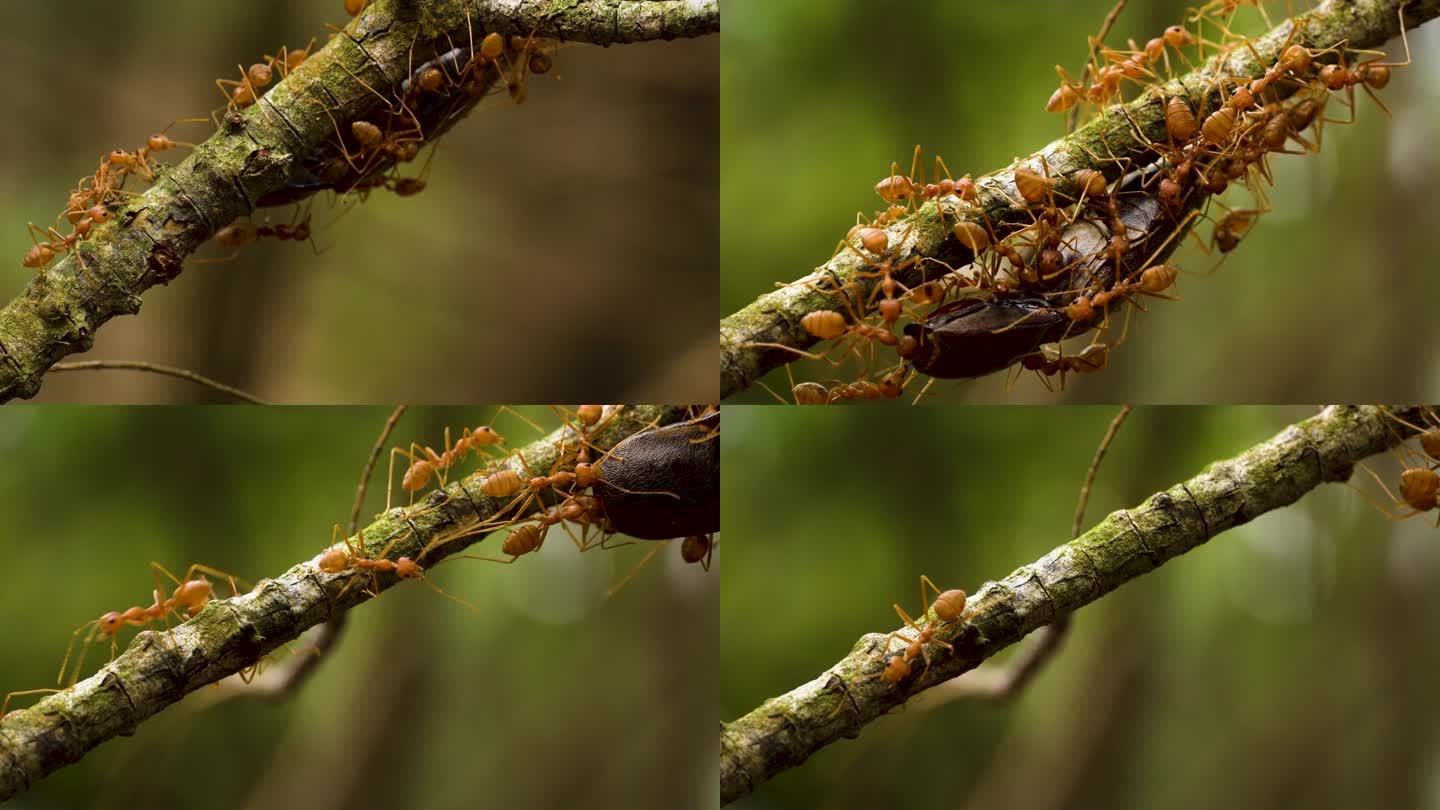 蚂蚁合作搬运大甲虫