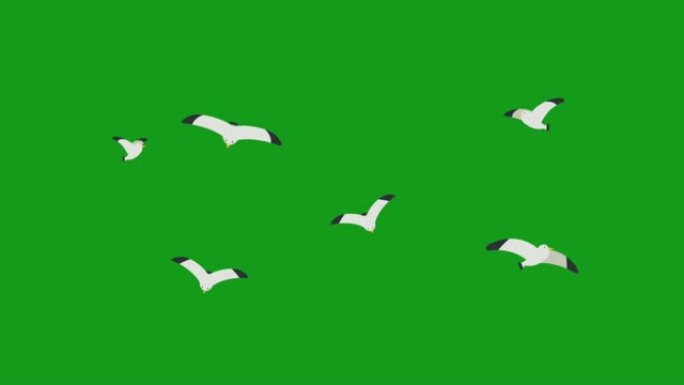绿屏背景的飞鸽鸟运动图形