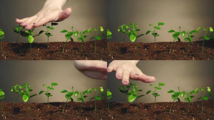 植物栽培地球日手苗集2