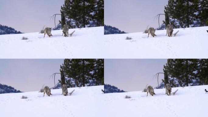 两只土狼在黄石公园觅食的前后镜头
