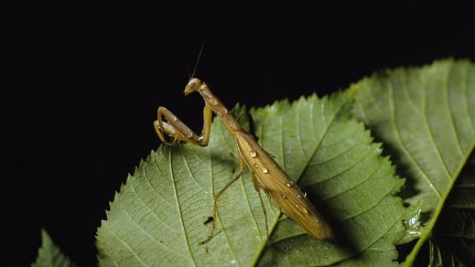 棕色欧洲螳螂的宏观镜头，上面覆盖着水滴，坐在绿色的湿叶子上，孤立在黑色背景上，光线引人注目。令人毛骨