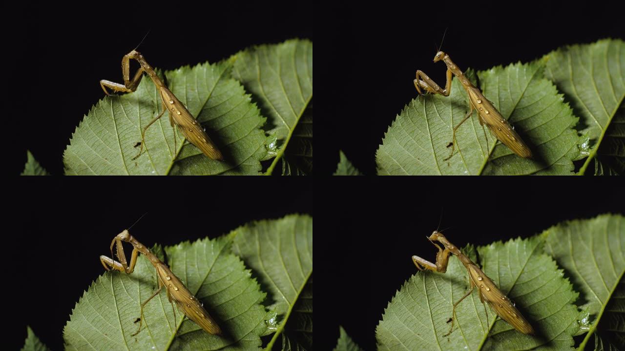 棕色欧洲螳螂的宏观镜头，上面覆盖着水滴，坐在绿色的湿叶子上，孤立在黑色背景上，光线引人注目。令人毛骨