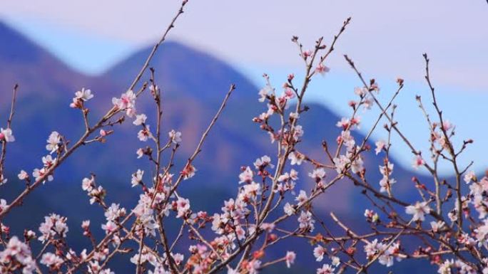 山上已经开始开花的樱桃树