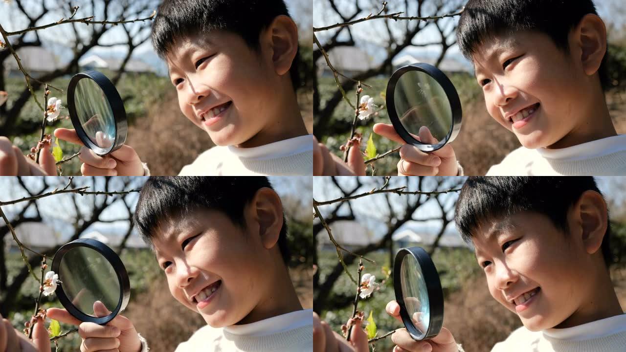 聪明的男孩用放大镜看着梅花