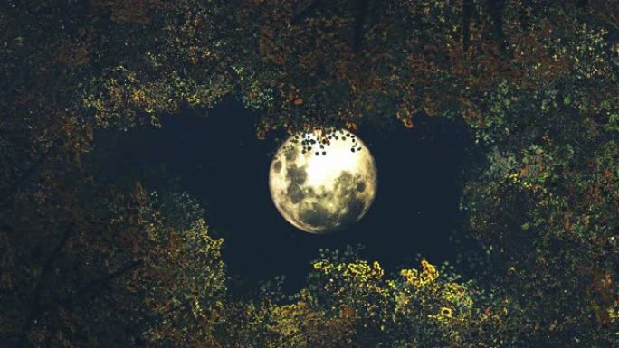 透过树木抬头看月亮-叶子的颜色变化