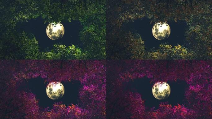透过树木抬头看月亮-叶子的颜色变化