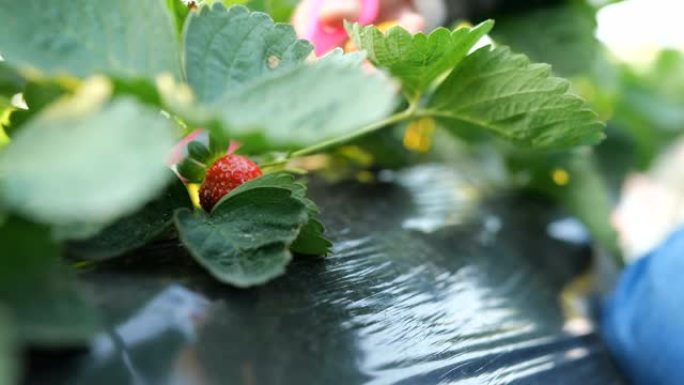 在种植园里采摘草莓的慢镜头
