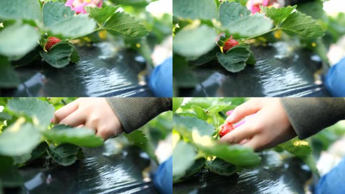 在种植园里采摘草莓的慢镜头