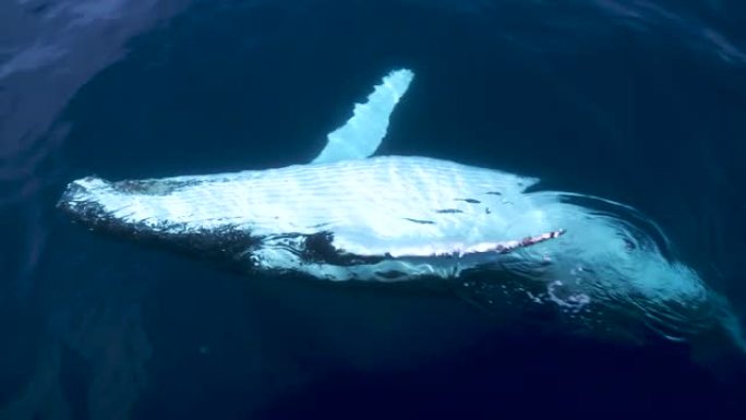 座头鲸在慢动作中破坏
