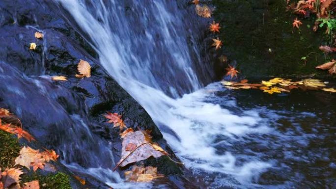 山溪和秋叶山涧水流淌流水