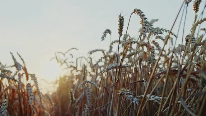 日落时黄色麦田成熟穗的背景多云的橙色天空背景复制地平线上的夕阳光线的空间农村草甸特写自然照片的丰富收