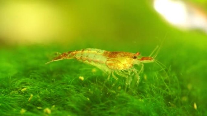 淡水水族馆里的虾。新鱼虾或日利虾。