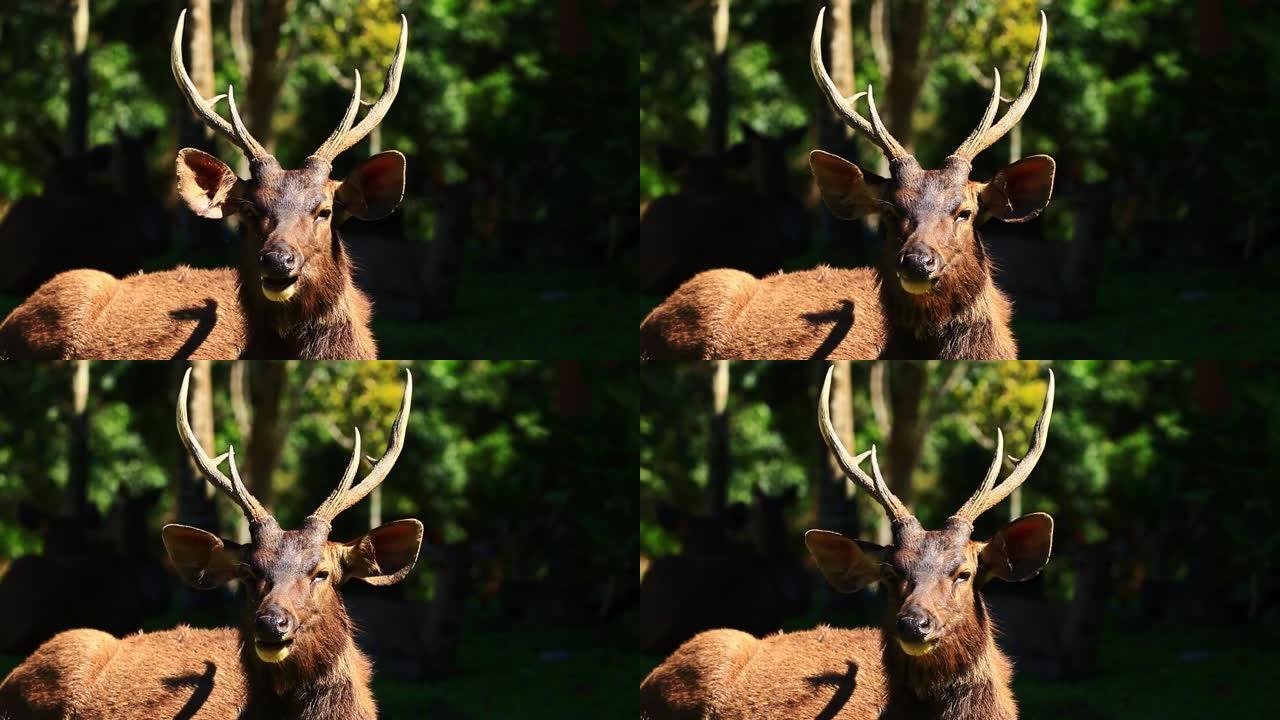 泰国考艾国家公园的雄性水鹿