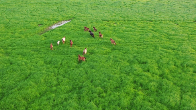 航拍草原羊群马群，航拍草原上散养的牛群