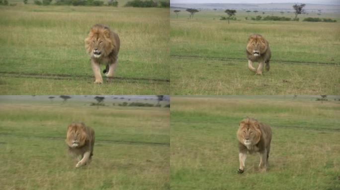 一只大雄狮向摄像机跑去