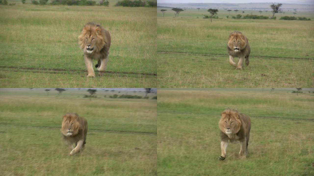 一只大雄狮向摄像机跑去