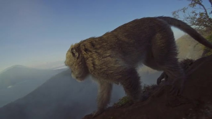 猕猴在乌布山脊上行走