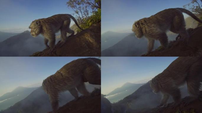 猕猴在乌布山脊上行走