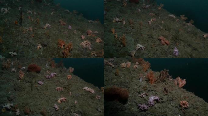 台湾黑暗深海珊瑚礁的彩色软珊瑚群落