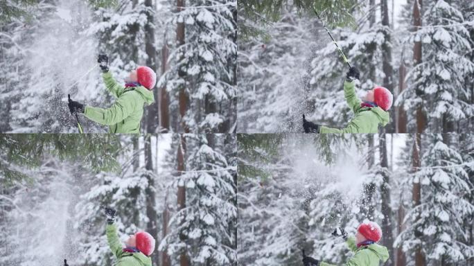 森林里的滑雪者。越野滑雪运动员享受白雪皑皑的森林，用杆子触摸树并制造降雪