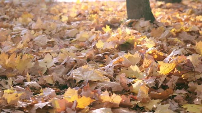 秋天的大自然。枫树的落叶。秋天在森林或公园散步。黄色落叶的背景。地面覆盖着橙色的叶子。秋季调色板。慢