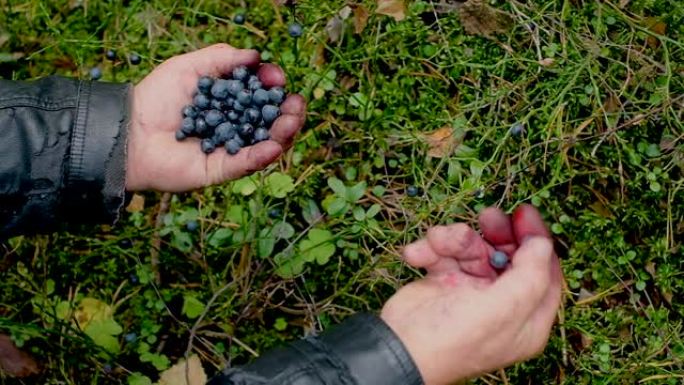 手拿着一串蓝莓。新鲜采摘的野生蓝莓。