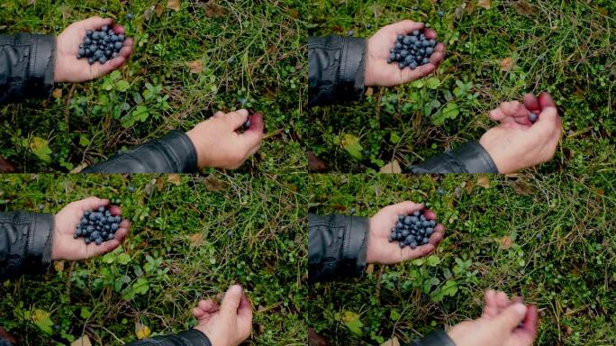 手拿着一串蓝莓。新鲜采摘的野生蓝莓。