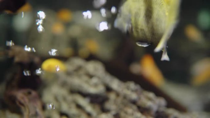 有许多鱼的水族馆。水族馆里的黄色鱼