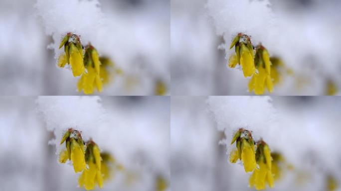 春天特写时，灌木丛上覆盖着一层雪的黄色花朵。