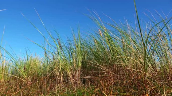 德国海滩上的干草在蓝天下随风移动。