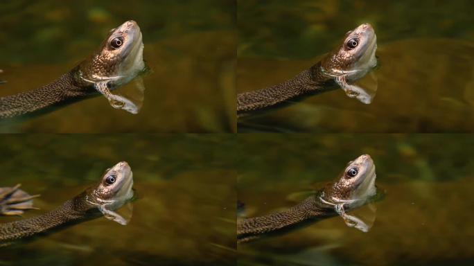 蛇颈水龟