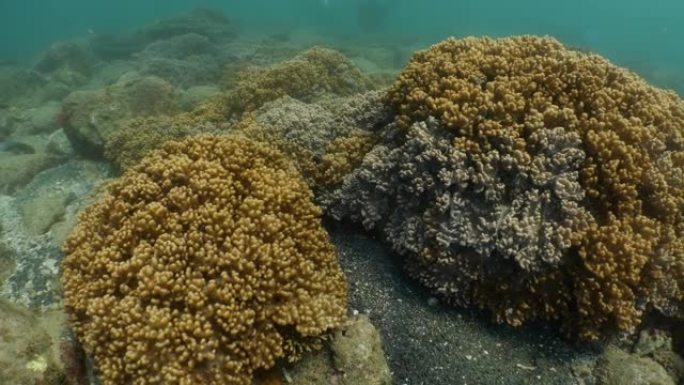海底的野生软珊瑚群落