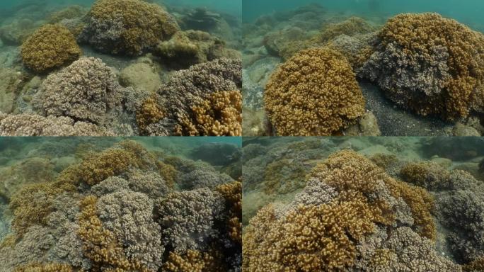 海底的野生软珊瑚群落