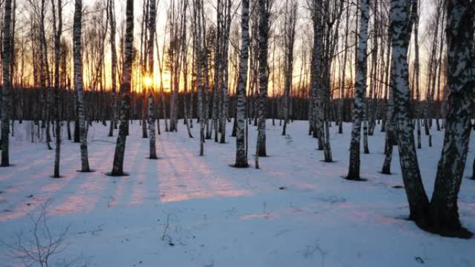 冬日森林中的日落树林雪地黄昏树林进入黑夜