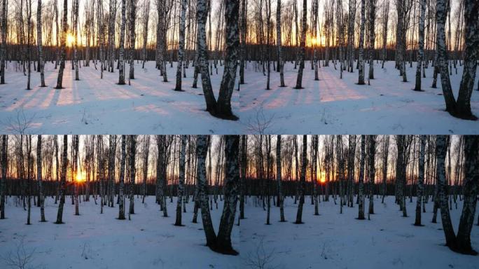 冬日森林中的日落树林雪地黄昏树林进入黑夜