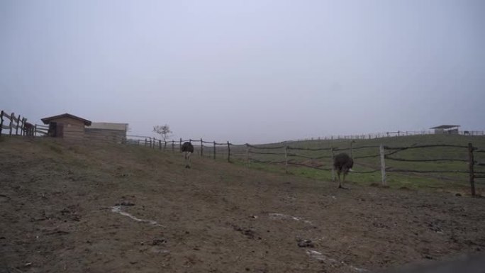 鸵鸟在山里的一个农场吃草。山景。鸵鸟动物马的牧场