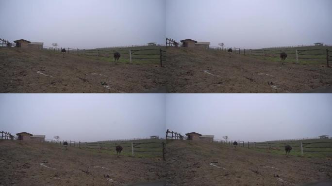 鸵鸟在山里的一个农场吃草。山景。鸵鸟动物马的牧场