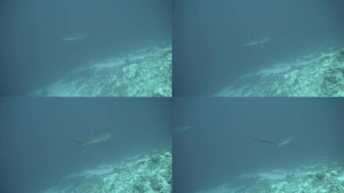 马尔代夫稀有而难以捉摸的长尾鲨